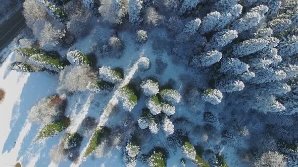 trees in the snow and a road view from above