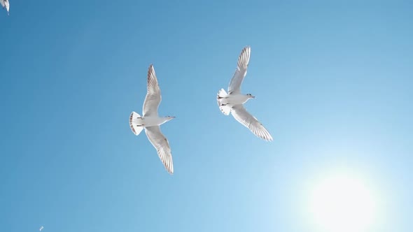 Gulls Flying in Slow Motion Catching Food That Somebody Throw Them Feeding