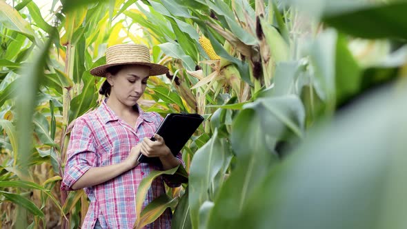 Farmer or an agronomist inspect a field of corn cobs. The concept of agricultural business