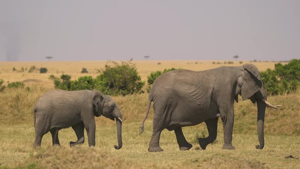 Elephants with calves walking