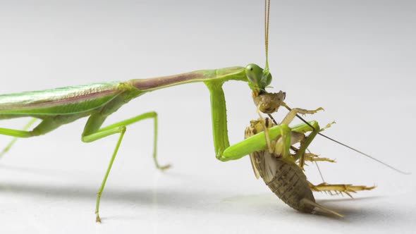 Praying Mantis Feeding On A Cricket