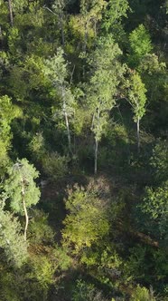 Aerial View of Trees in the Forest