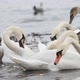 Feeding swans in winter - VideoHive Item for Sale