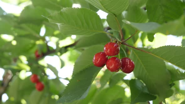 Spring fruit Prunus avium orchard 4K 2160p 30fps UltraHD footage - Close-up of fresh red cherries on