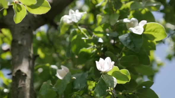 Cultivated quince tree branches close-up 4K 2160p 30fps UltraHD footage - Blue sky and Cydonia oblon