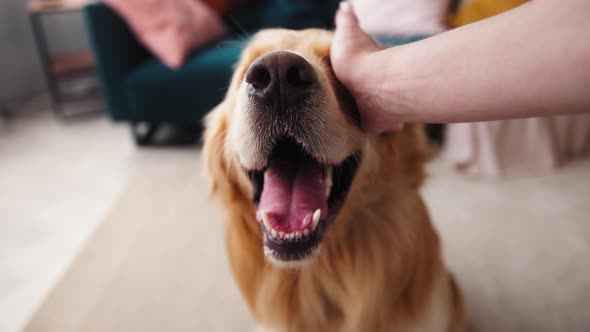 Closeup of Golden Retriever Dog Sitting on Floor in Living Room