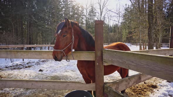 A Horse in a Winter Forest with Glare From the Sun a Horse in a Stall in Winter