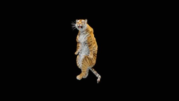 67 Tiger Dancing HD