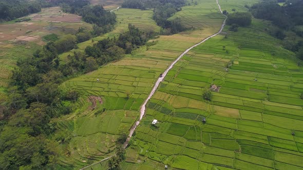 Aerial view of green rice fields in Bali, Indonesia