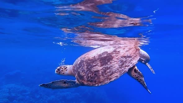 Turtle Breathing Underwater