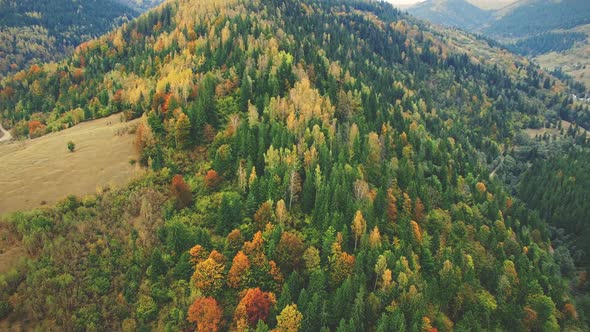 Autumn Mixed Forest on Carpathian Mountain Slope