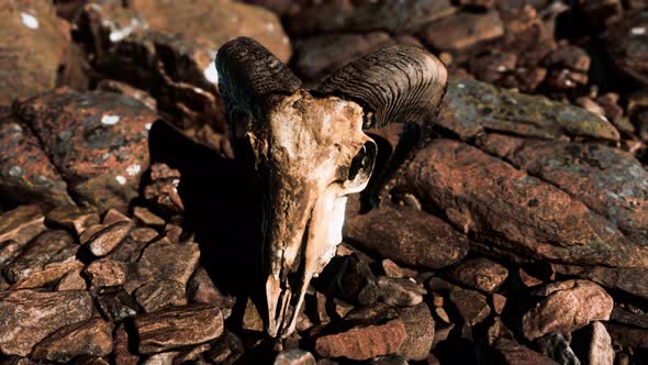 Ram Skull on Desert Rocks