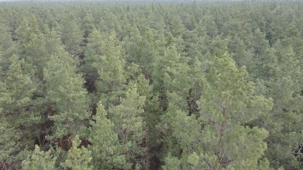 Trees in a Pine Forest During the Day Aerial View