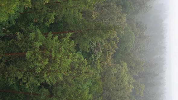 Vertical Video Fog in the Forest Aerial View