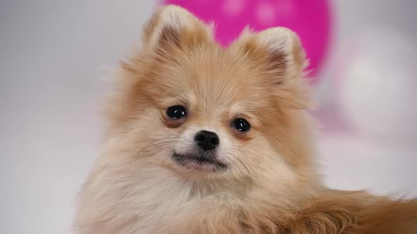 Portrait of a Pygmy Pomeranian in the Studio on a Gray Background