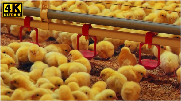 Chicks on the Farm (4K)