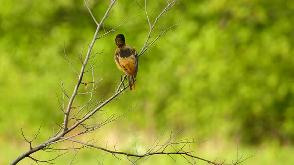 Baltimore Oriole, perched on a branch looking around at surroundings before flying off