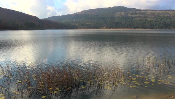 Lake Reeds in Winter