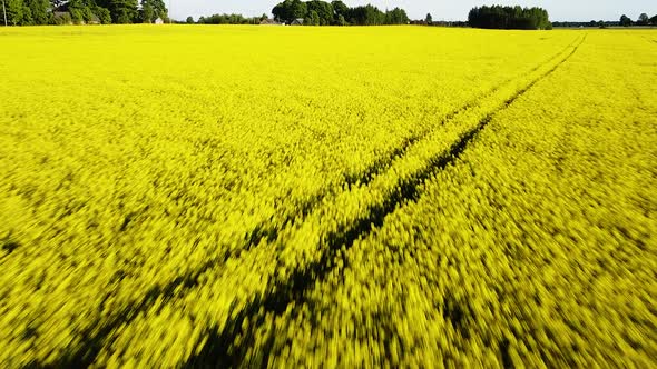 Aerial flight over blooming rapeseed (Brassica Napus) field, flying over yellow canola flowers, idyl