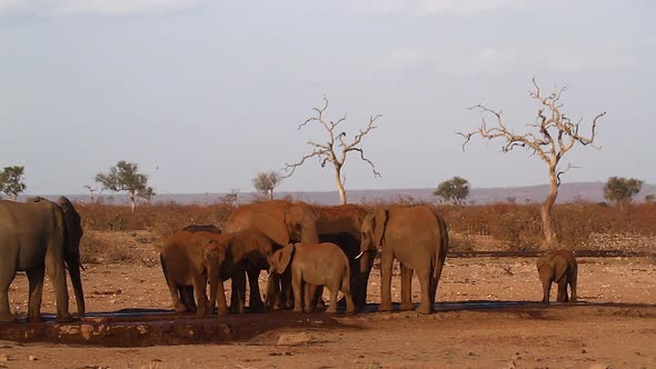 African bush elephant in Kruger National park, South Africa