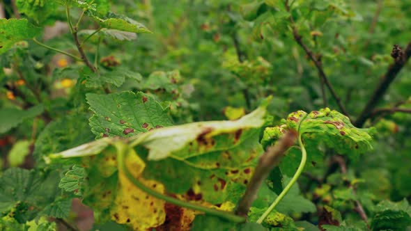 Traces Of Defeat By Leaf Gall Midges On Red Currant Leaves In Summer Sunny Day