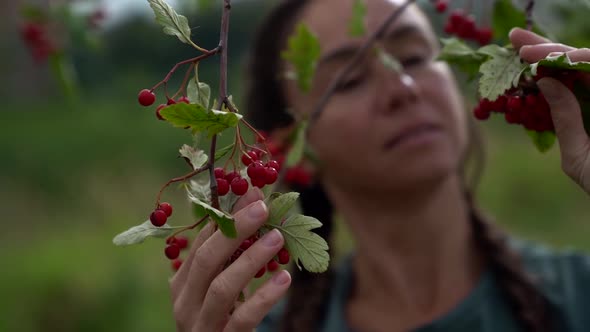 Adult Brunette Woman Is Stroking Red Berries on Branches of Viburnum in Forest, Portrait Shot