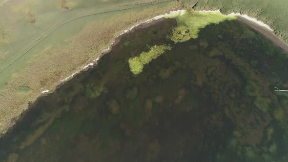 Aerial tracking forward top down above a swampy lagoon with bright green algae sitting on the surfac