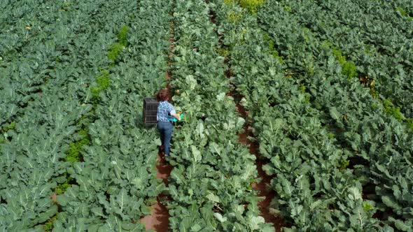 Woman Works in an Agricultural Field 