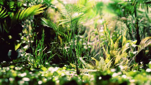 Close Up Jungle Grass and Plants