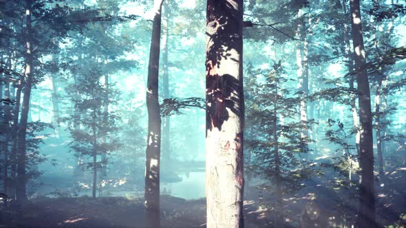 Rays of Sunlight Falling Into a Misty Forest alt