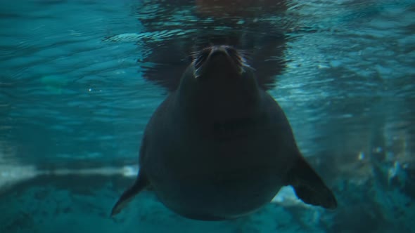 Cute Seal Swimming Underwater in an Aquarium