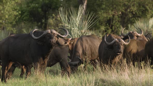 A herd of buffalo in the Botswana Reserve