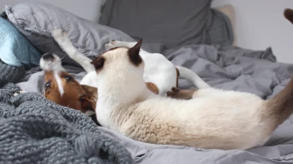 Jack Russel Terrier playing with cat lying on bed