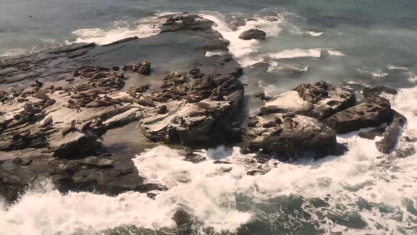 Aerial view of seal colony.