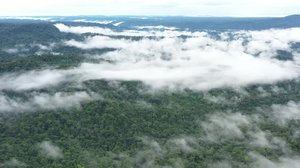 Aerial view over tropical forest with a layer of fog over the tree canopy