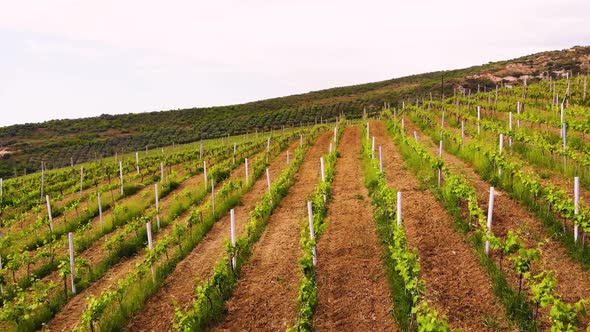 Aerial Drone View Over Vineyards Towards Agricultural Fields During Sunset