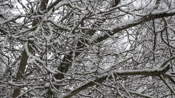 Snow In The Mazurino Park 15