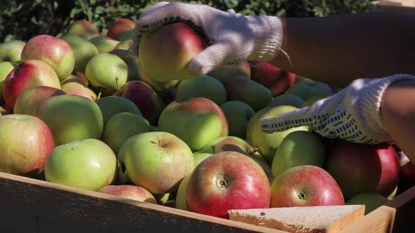 Apple Harvest on a Sunny Autumn Day