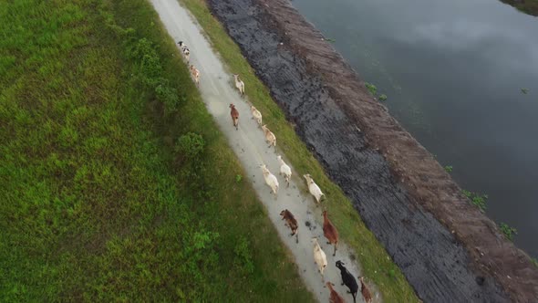 Drone view follow cows walk