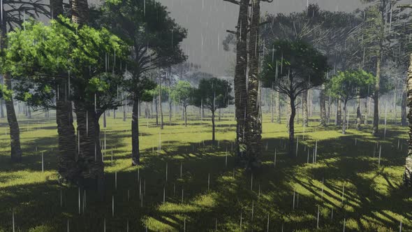 Rainy Forest alt