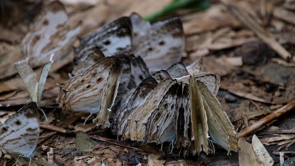 A zoom out footage of these Marbled Map buterflies, Cyrestis cocles, Thailand.