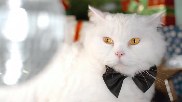 Portrait of Sleepy White Cat in Black Bowtie with Swirling Disco Ball