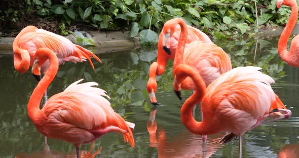 Pink flamingos play in the water pond