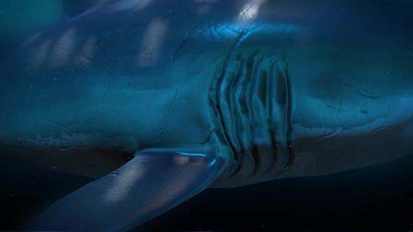 Big White Shark Attack alt