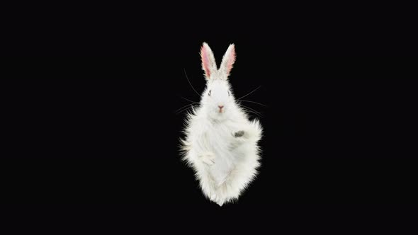 Rabbit Dancing 4K