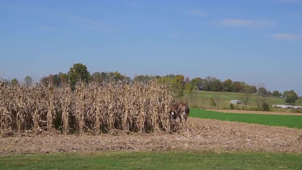 Amish Worker Harvesting His Corn Crop