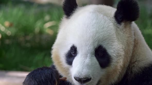 Young Panda Bear Is Busy Eating Bamboo Against Blurred Green Grass Background. FHD