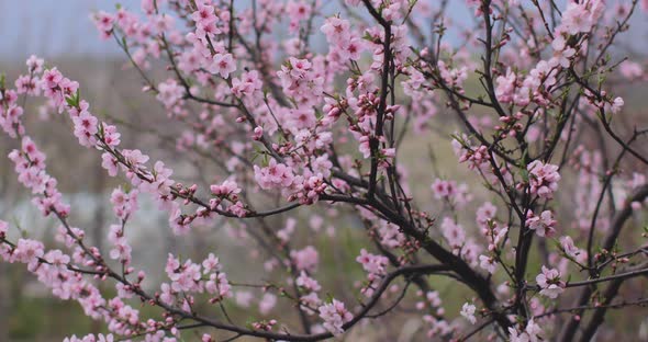 Pink sakura flower, Cherry blossom, Himalayan cherry blossom swaying in wind