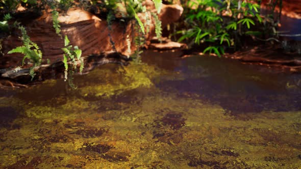 Tropical Golden Pond with Rocks and Green Plants