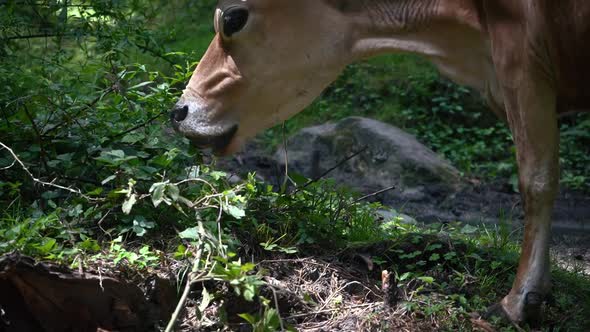 An Indian Cow Grazing Leaves in a Forest